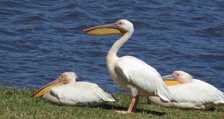 Lago Manyara y cráter del Ngorongoro - Sed Adventures Tours and Safaris 4