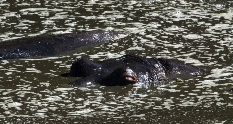Hipopótamo sumergido en el agua con ojos y fosas nasales visibles.
