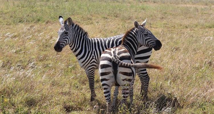 Great Migration Masai Mara and Serengeti - Sed Adventures Tours and Safaris 9