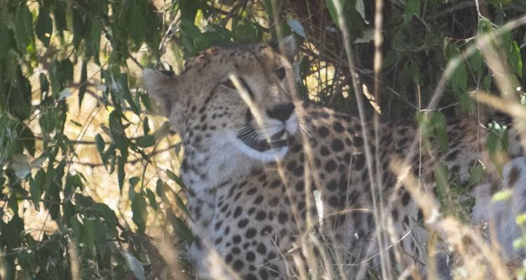 Guepardo escondido en los arbustos.