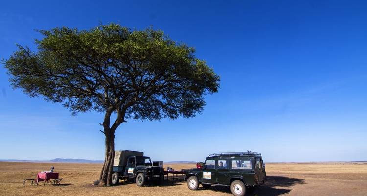 Vehículos de safari estacionados bajo un árbol solitario en un paisaje vasto.