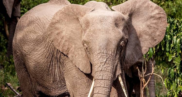 Great Migration Masai Mara and Serengeti - Sed Adventures Tours and Safaris 6