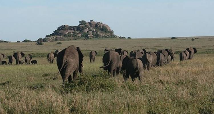 Grande Migration Masai Mara et Serengeti - Sed Adventures Tours and Safaris 10