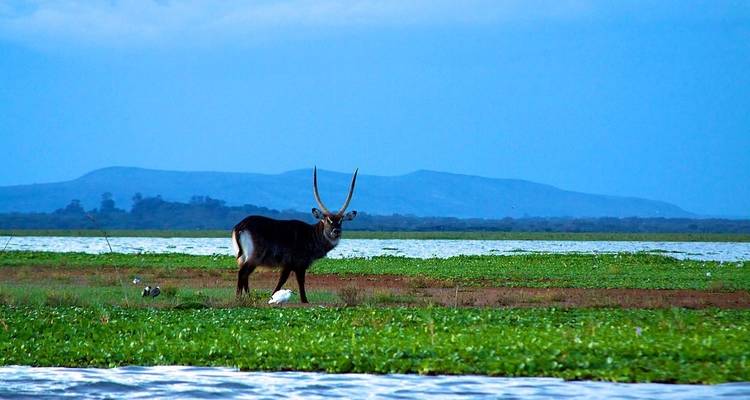 Safari por el Parque Nacional de Mikumi - Sed Adventures Tours and Safaris 2