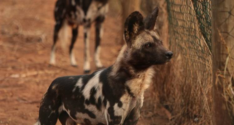 Safari por el Parque Nacional de Mikumi - Sed Adventures Tours and Safaris 3