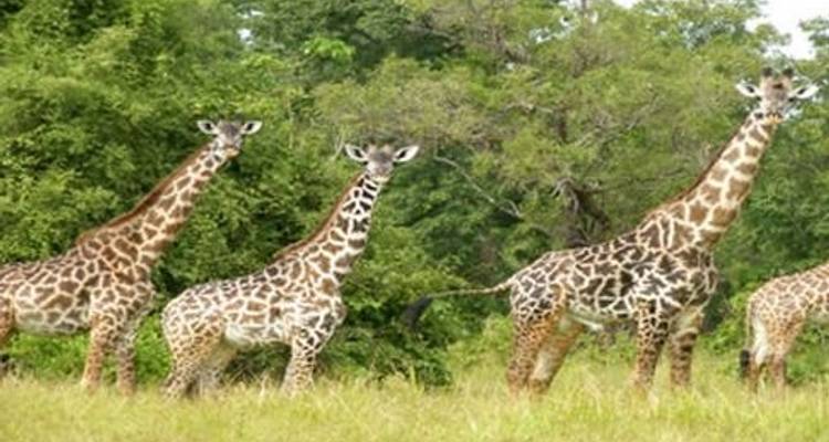 Safari por el Parque Nacional de Mikumi - Sed Adventures Tours and Safaris 4