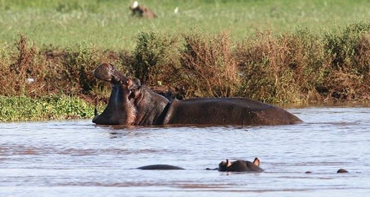 Safaris cortos por Tanzania - Sed Adventures Tours and Safaris 5