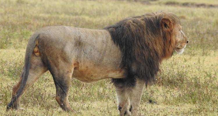 A lion standing in a grassy savannah.