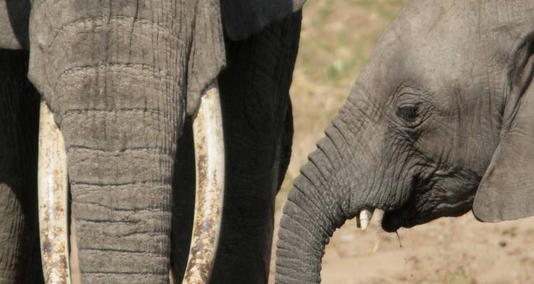 Close-up of an adult elephant and a calf.