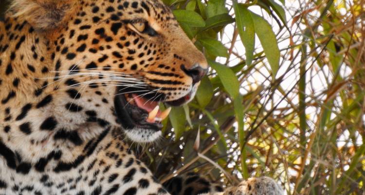 Close-up of a leopard in its natural habitat.