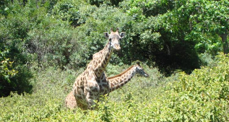 Migración de los ñus - safari a través del río Mara - Sed Adventures Tours and Safaris 2