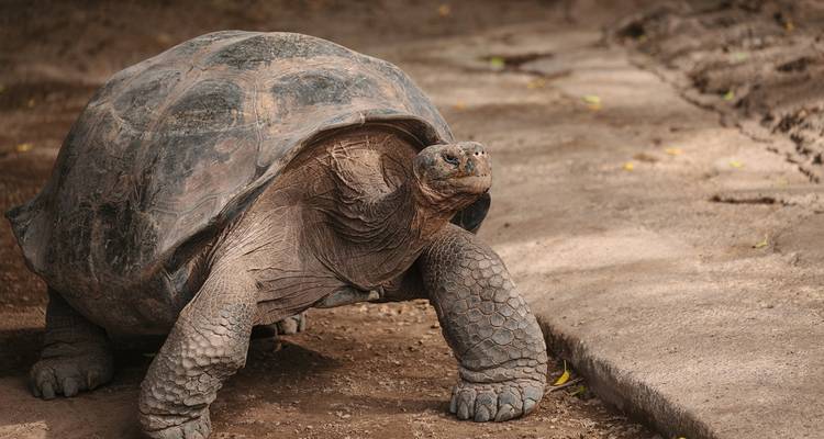 Aventure aux Galápagos et sur la Piste Inca (9 destinations) - Intrepid Travel 3