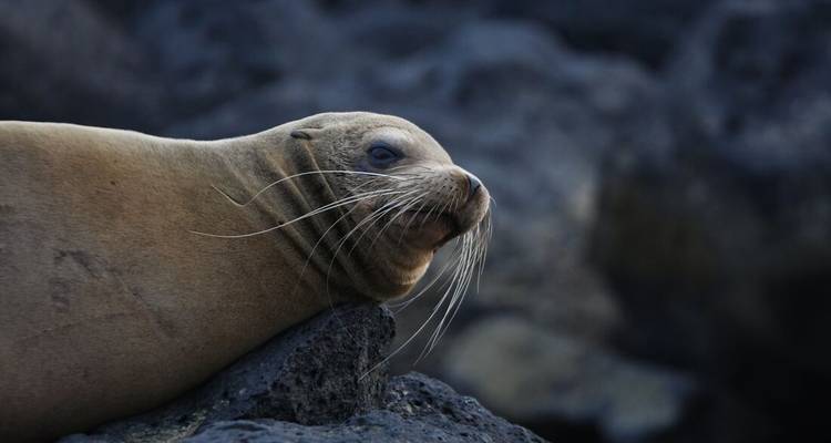 Gros plan d'un lion de mer des Galápagos se prélassant sur des roches volcaniques sombres avec des moustaches proéminentes.