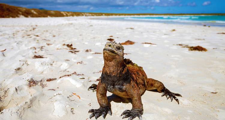 Un iguane marin se reposant sur une plage blanche immaculée avec une eau turquoise et un ciel bleu au loin.