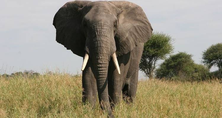 Big Five Safari and Local Villages Tour - Sed Adventures Tours and Safaris 4