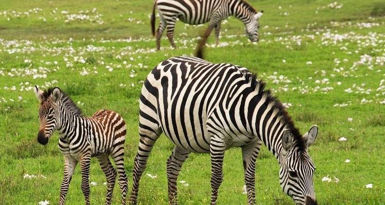 Big Five Safari and Local Villages Tour - Sed Adventures Tours and Safaris 7