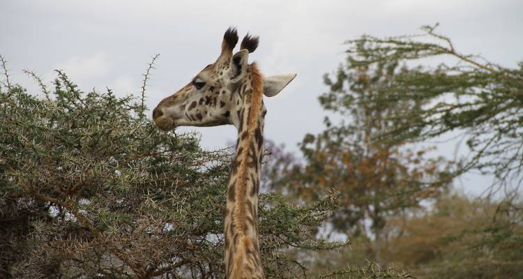 Big Five Safari and Local Villages Tour - Sed Adventures Tours and Safaris 2