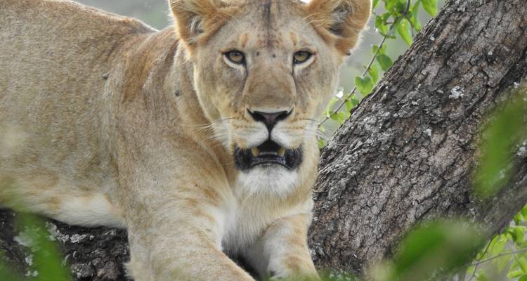Een leeuwin die rust op een boomtak in een bosgebied.