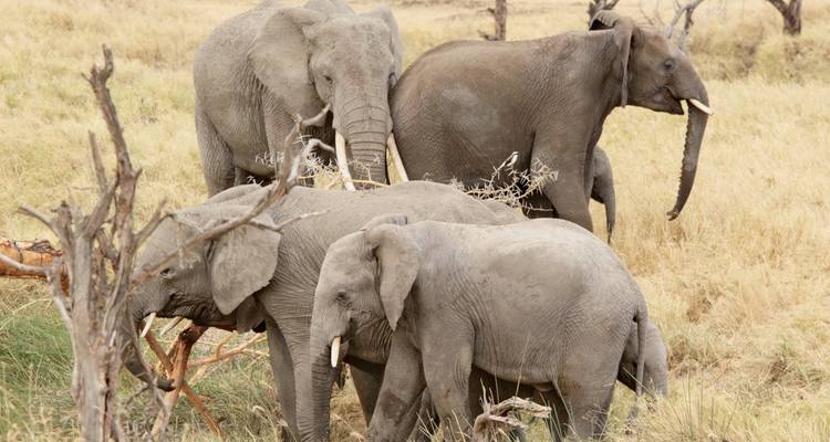 Een groep olifanten in een grasrijk gebied, sommige in interactie met gevallen takken.