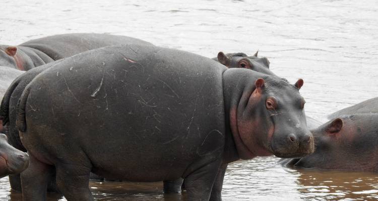 Een groep nijlpaarden gedeeltelijk ondergedompeld in water.