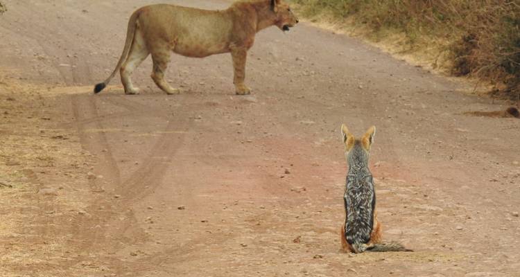 Een leeuw die over een zandweg loopt, met een jakhals op de voorgrond.