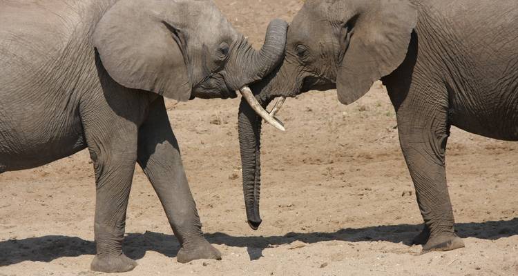 Tanzania: gran safari Lodge - Sed Adventures Tours and Safaris 3