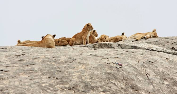 Tanzania: gran safari Lodge - Sed Adventures Tours and Safaris 1