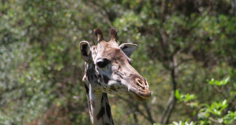 Tanzania: gran safari Lodge - Sed Adventures Tours and Safaris 4