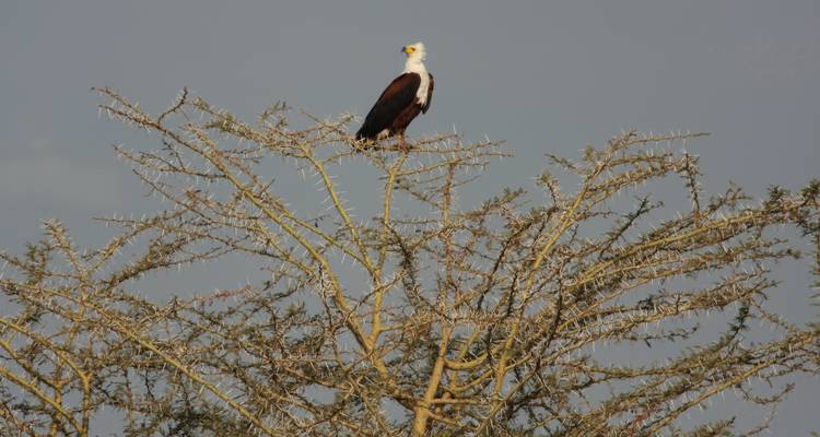 Safari en lodge dans le parc national de Mikumi - Sed Adventures Tours and Safaris 8