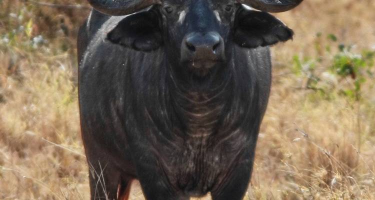 Safari en lodge dans le parc national de Mikumi - Sed Adventures Tours and Safaris 4