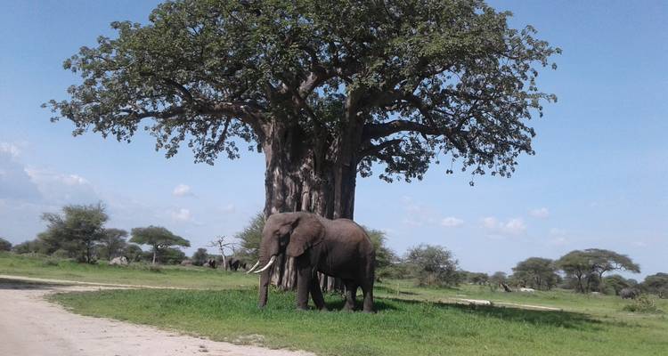 Olifant die onder een grote boom staat.