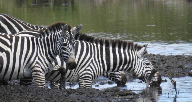 Zebra's die water drinken uit een modderige poel.