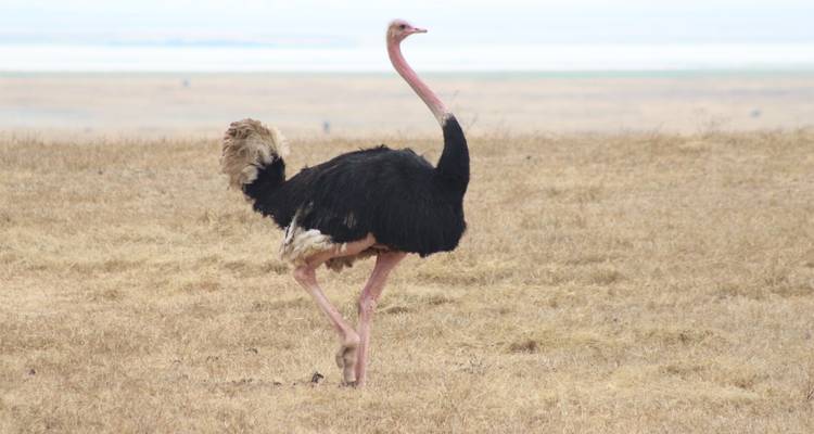 Struisvogel staande op een grasrijke vlakte.