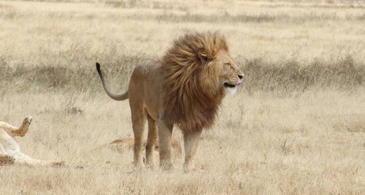 The Great Serengeti Trail - Migration - Sed Adventures Tours and Safaris 1