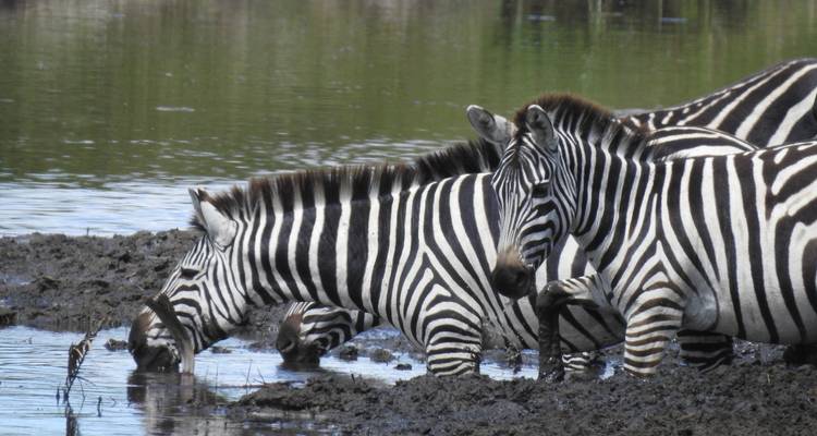 The Great Serengeti Trail - Migration - Sed Adventures Tours and Safaris 2