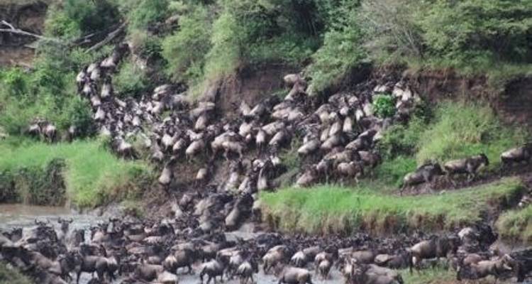 The Great Serengeti Trail - Migration - Sed Adventures Tours and Safaris 4
