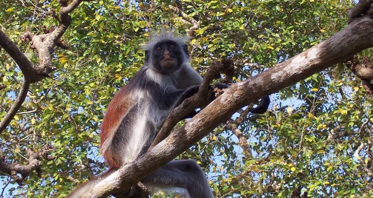Vacances en Tanzanie avec faune et plage à Zanzibar - Sed Adventures Tours and Safaris 2
