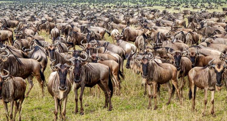 Vacances en Tanzanie avec faune et plage à Zanzibar - Sed Adventures Tours and Safaris 6
