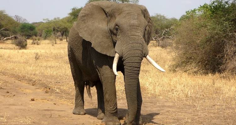 Budget Safari, Northern Tanzania - Sed Adventures Tours and Safaris 4