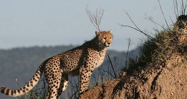 Budget Safari, Northern Tanzania - Sed Adventures Tours and Safaris 3