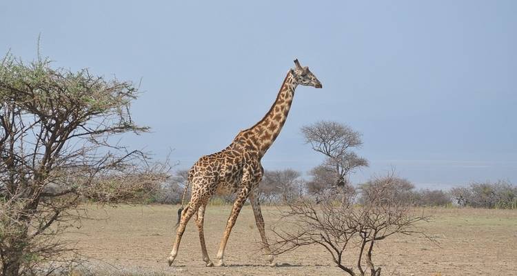 Budget Safari, Northern Tanzania - Sed Adventures Tours and Safaris 7