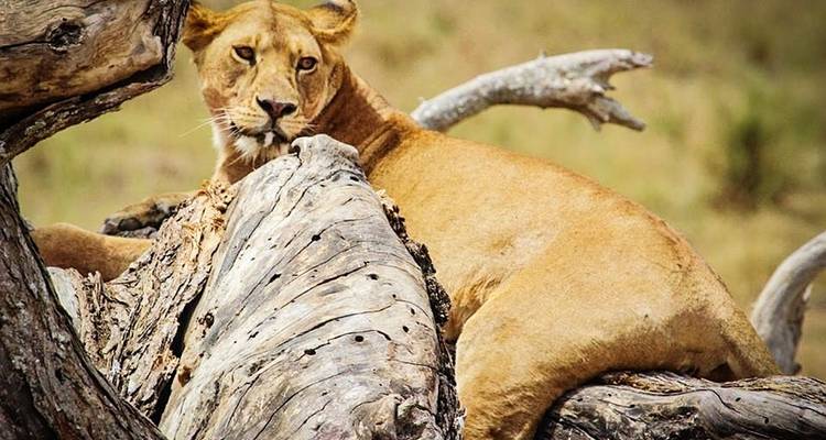 Budget Safari, Northern Tanzania - Sed Adventures Tours and Safaris 2
