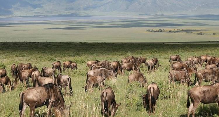 Weekend Safari in Tanzania - Sed Adventures Tours and Safaris 4