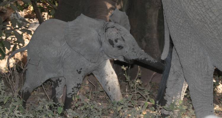 Safari en campamento cultura y vida salvaje - Sed Adventures Tours and Safaris 3