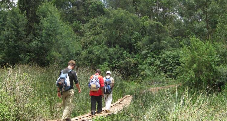Three hikers with backpacks walking on a wooden path through lush greenery.
