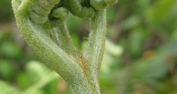 Close-up of a green fern frond with fine hairs and curled tips.