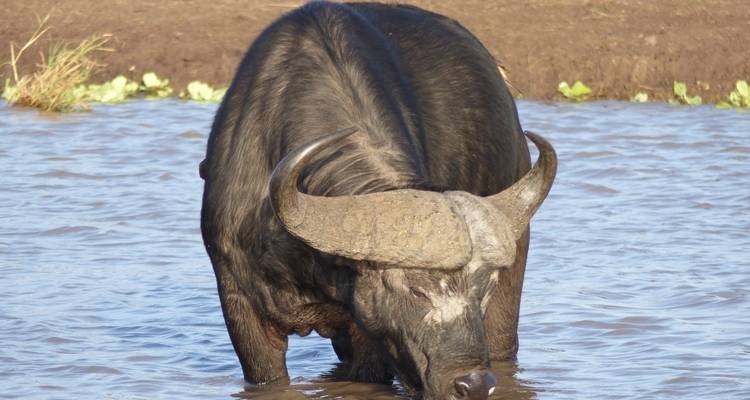 Great Migration Safari: 8 Days/7 Nights - Sed Adventures Tours and Safaris 3