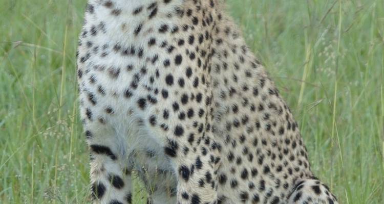 Jambo Tanzania Safari - Safari de 5 jours et 4 nuits - Sed Adventures Tours and Safaris 1
