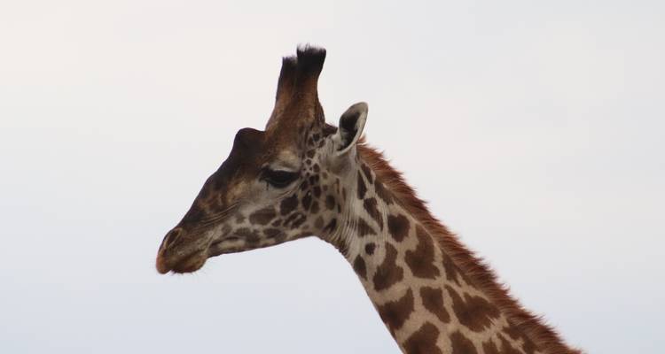 Jambo Tanzania Safari - Safari de 5 jours et 4 nuits - Sed Adventures Tours and Safaris 4