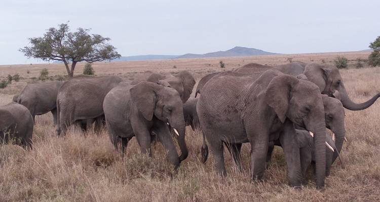 Jambo Tanzania Safari - Safari de 5 jours et 4 nuits - Sed Adventures Tours and Safaris 2